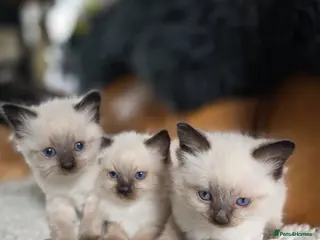 Ragdoll cats Gorgeous Ragdoll Kittens - Advert 1
