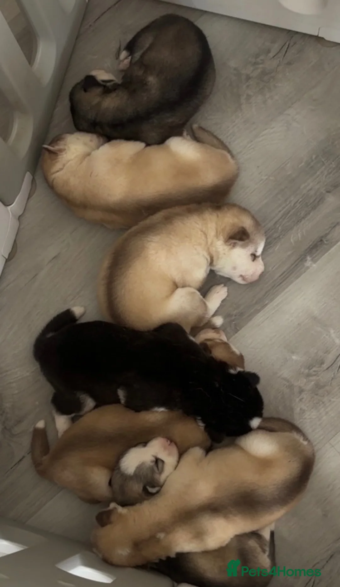 Siberian Husky dogs for sale: 7 stunning Siberian huskies  in Dundee - Advert 19