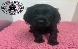 Cocker Spaniel dogs for sale: KC Reg Working Cocker Spaniel Puppies  - Image 8