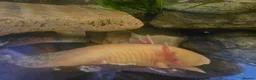 Other/Mixed Breed fish for sale: Axolotls  in Redcar - Advert 16