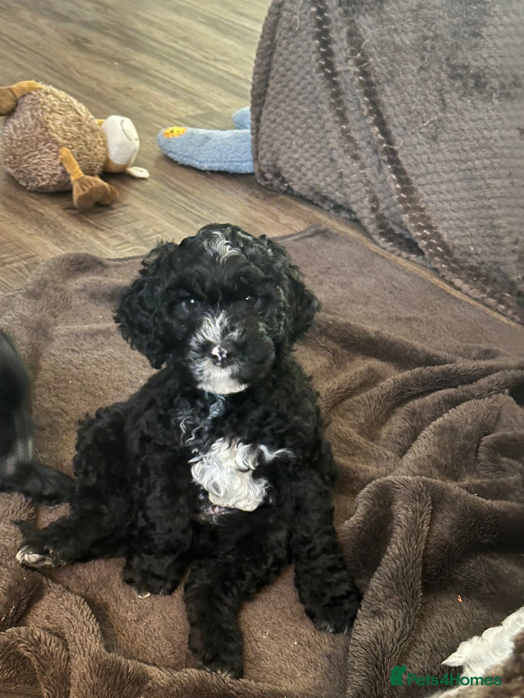 Cockapoo dogs for sale: READY NOW Beautiful cockapoos , delivery possible  - Image 3