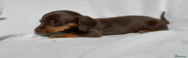 Miniature Dachshund 3