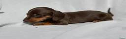 Miniature Dachshund dogs for sale: Miniature Dachshund Pups Ready Now - Advert 12