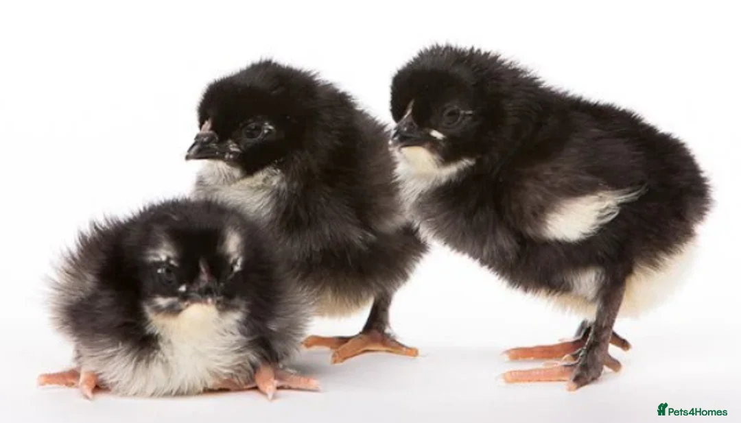 Chickens poultry for sale: Day-Old Copper Black Marans for Sale in Cardiff - Advert 1