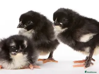 Chickens poultry Day-Old Copper Black Marans for Sale in Cardiff - Advert 1