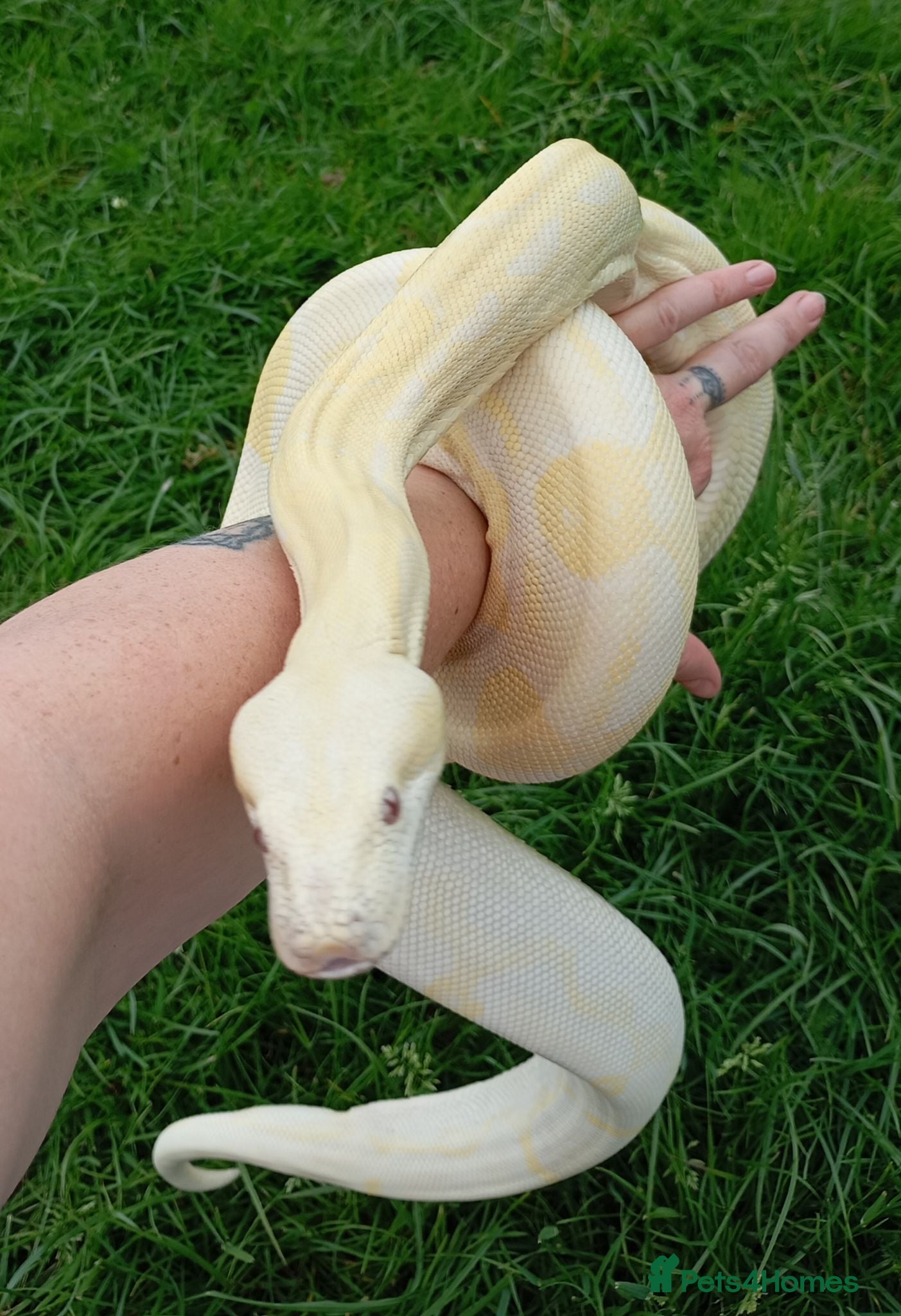 Boa Snake reptiles Albino Motley Het anery type 1 Female  - Advert 17