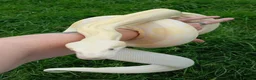 Boa Snake reptiles for sale: Albino Motley Het anery type 1 Female  - Advert 1