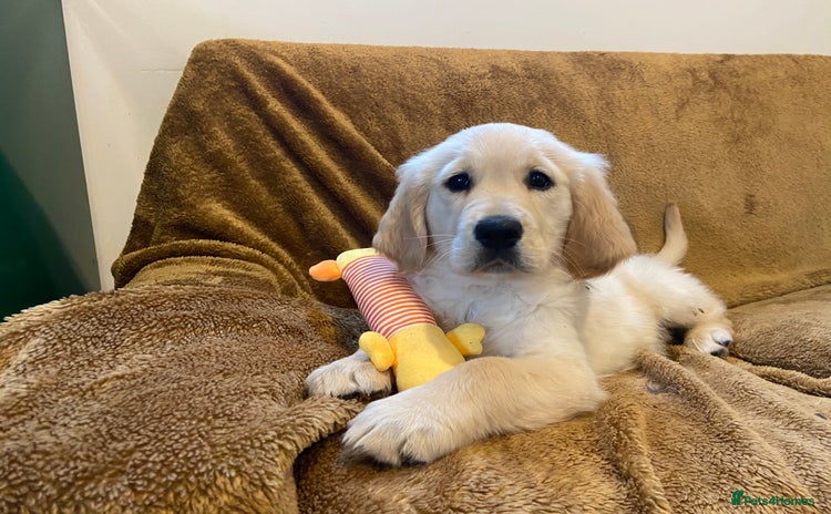 Golden Retriever dogs - Advert 1