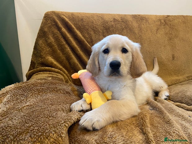 Golden Retriever dogs - Advert 11