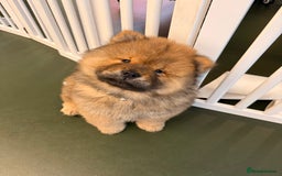 Chow Chow dogs for sale: Chow Puppies looking for new home - Image 32