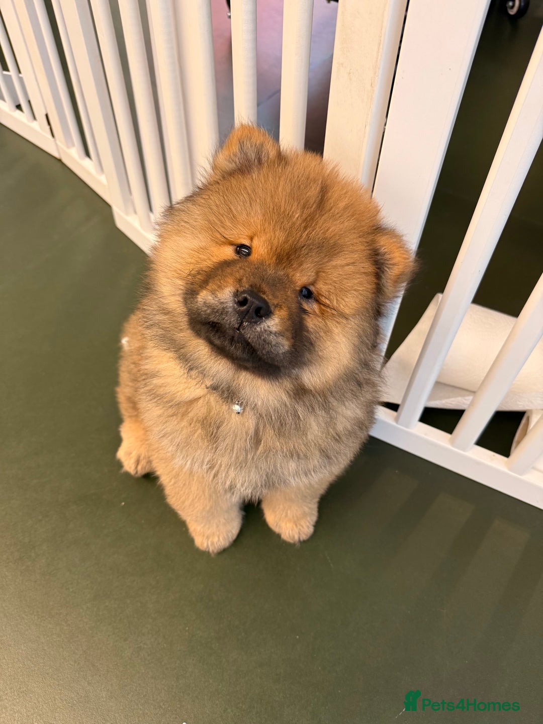 Chow Chow dogs for sale: Chow Puppies looking for new home - Image 32