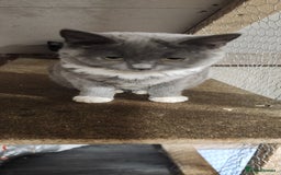 British Shorthair cats for sale: British Short-hair kitten - Image 3