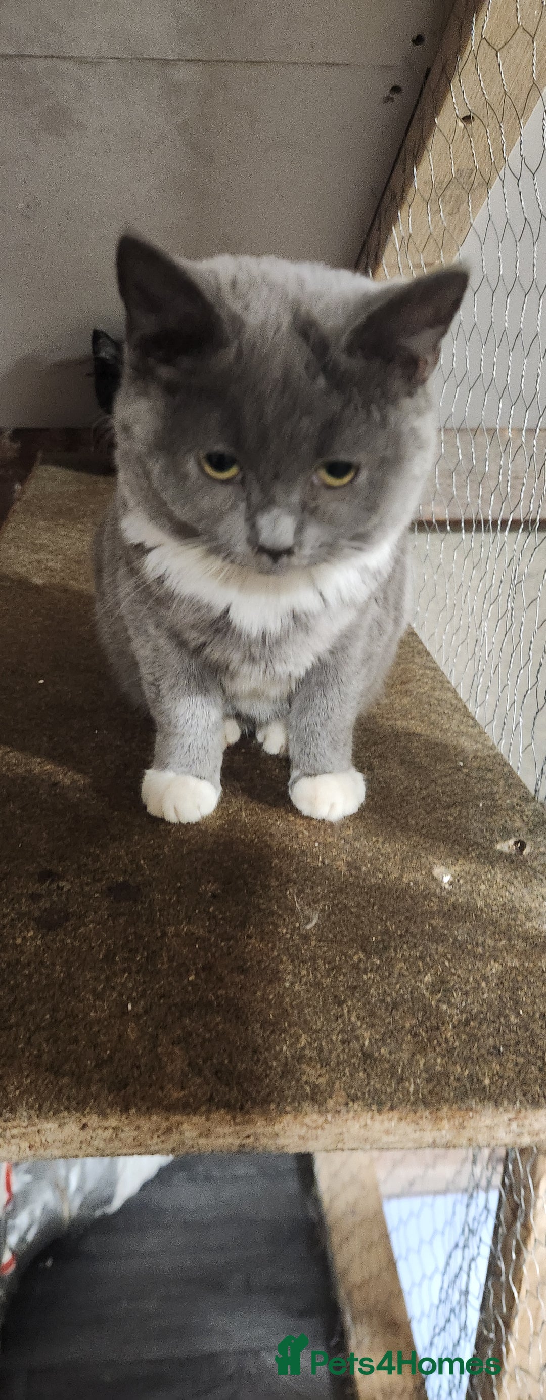 British Shorthair cats for sale: British Short-hair kitten - Image 3