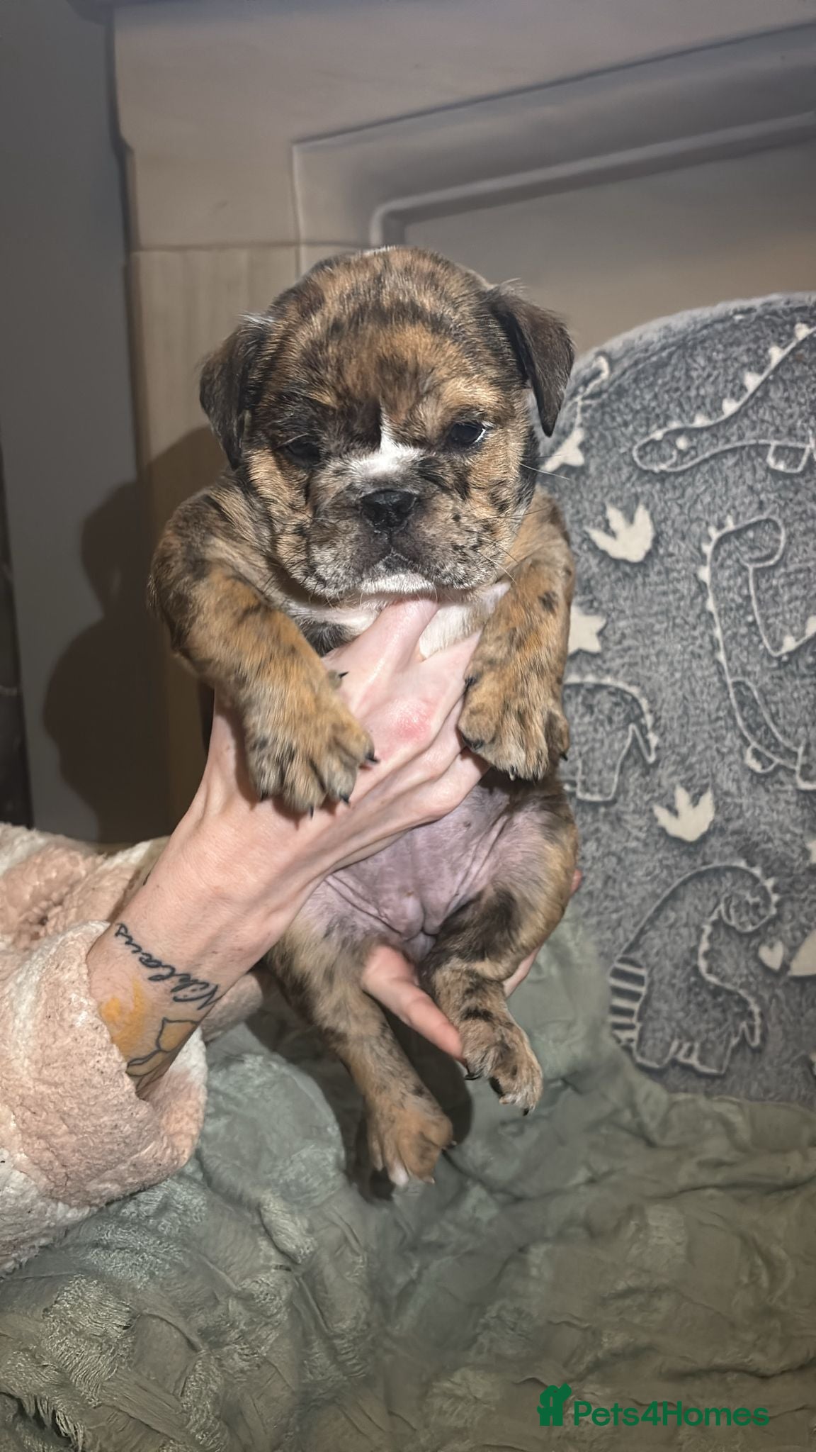 English Bulldog dogs English Bulldogs for sale - Advert 1