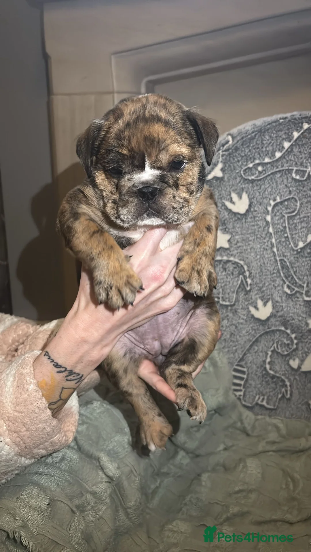 English Bulldog dogs for sale: English Bulldogs for sale - Advert 1