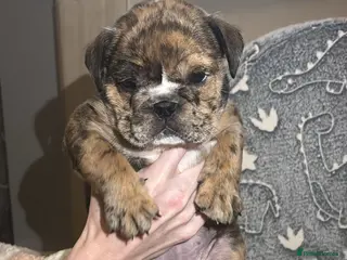 English Bulldog dogs English Bulldogs for sale - Advert 1