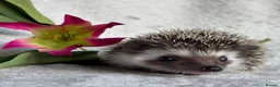 Pygmy Hedgehog rodents for sale: African Pygmy Hedgehog Ethically Bred Girl  - Advert 10