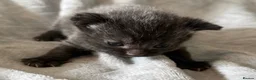 Mixed Breed cats for sale: 3 Adorable Kittens For Sale in Cumnock - Advert 5
