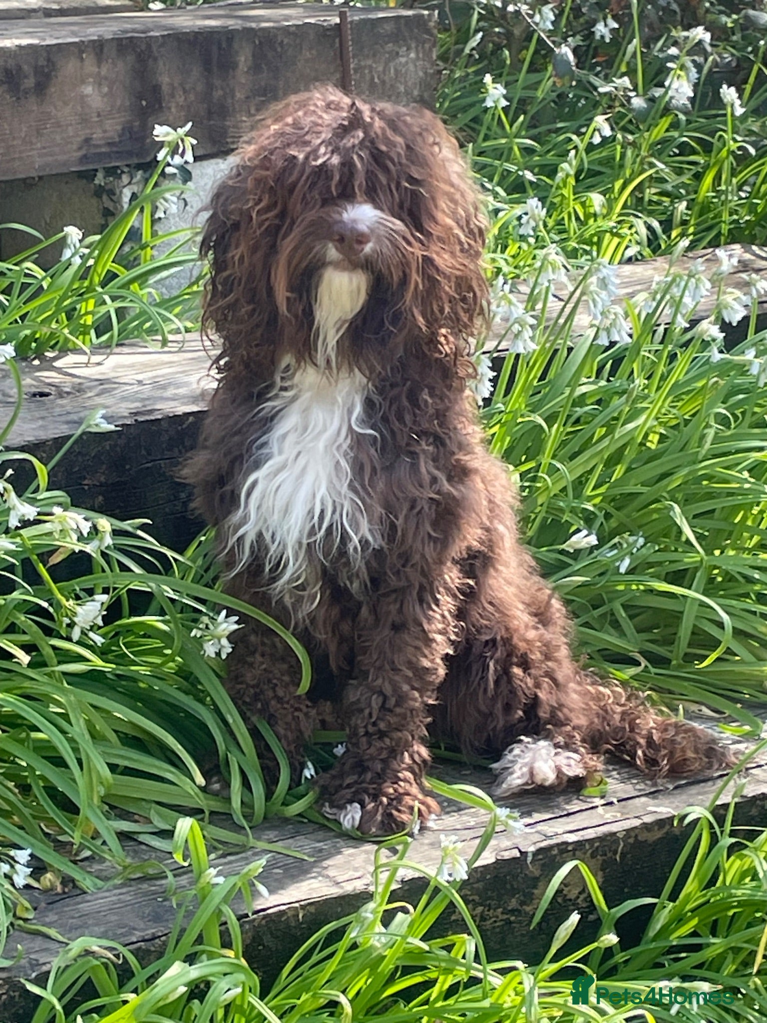 Cockapoo dogs Beautiful F1B Cockerpoo Puppies- Home Raised  - Advert 9