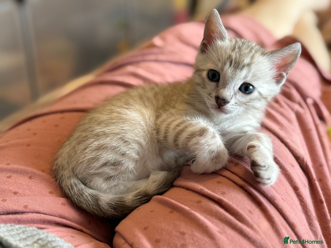 Bengal cats for sale: 💙Stunning Silver Mink Bengal TICA registered  - Image 1