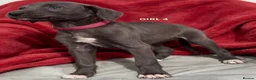 Mixed Breed dogs for sale: Bedlington whippet saluki greyhound puppy’s - Advert 11