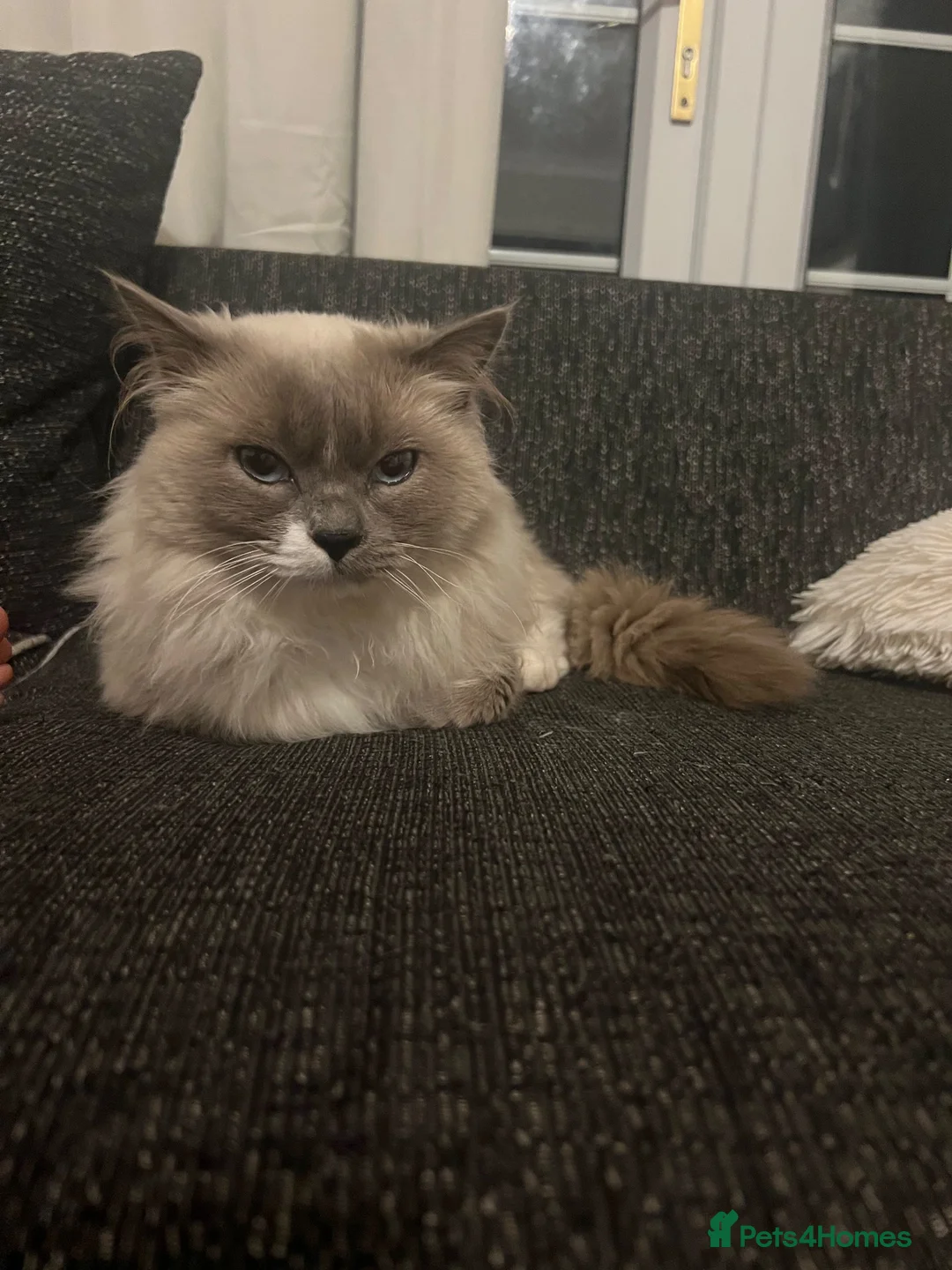 Ragdoll cats for stud: Ragdoll- male  - Advert 2