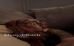 Dachshund dogs for sale: Sausage dog - Advert 3