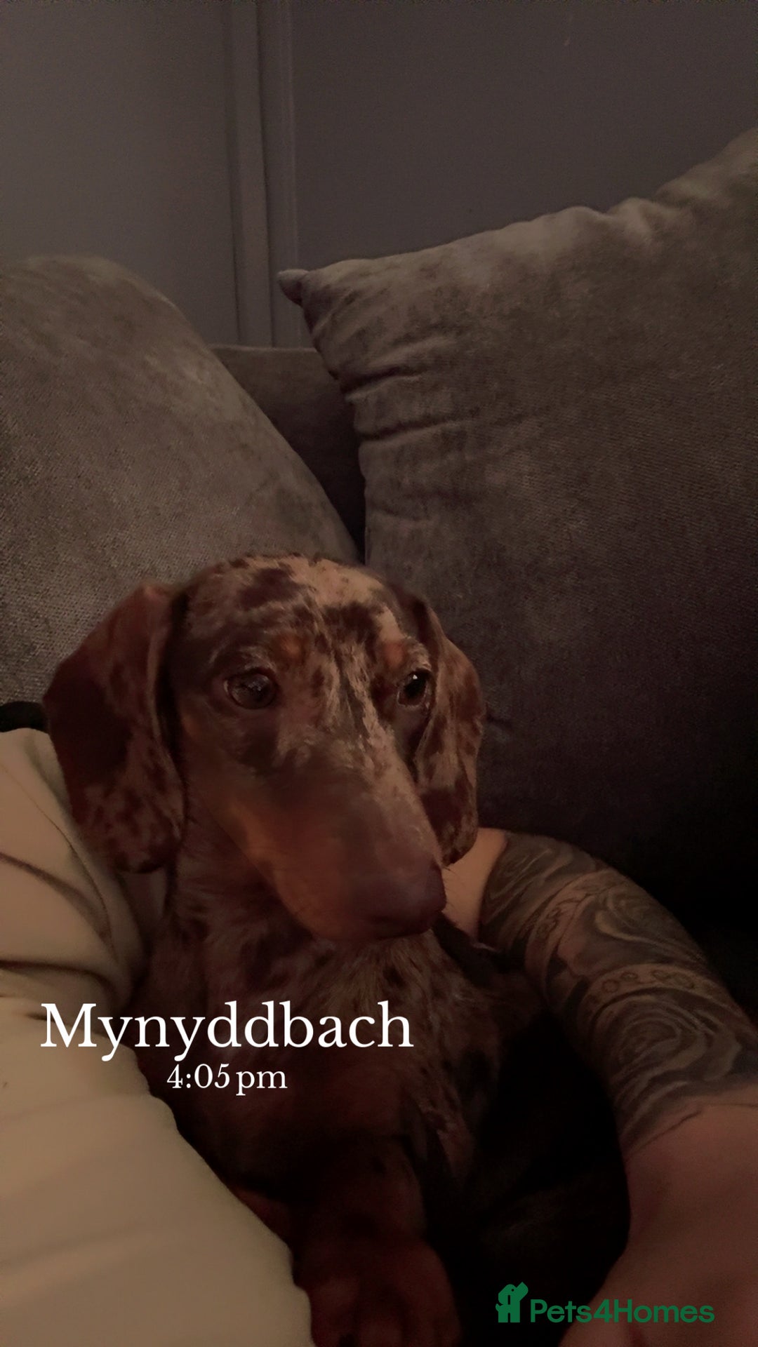 Dachshund dogs for sale: Sausage dog - Advert 3