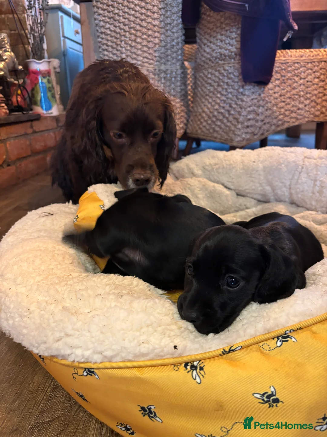 Mixed Breed dogs for sale: Family dockers Suprise litter off 2 babies  - Advert 1