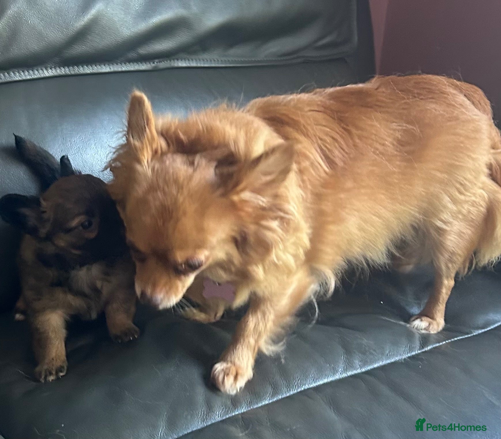 Chihuahua dogs One male long haired chihuahua puppy  - Advert 1