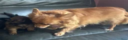 Chihuahua dogs for sale: One male long haired chihuahua puppy  - Advert 1