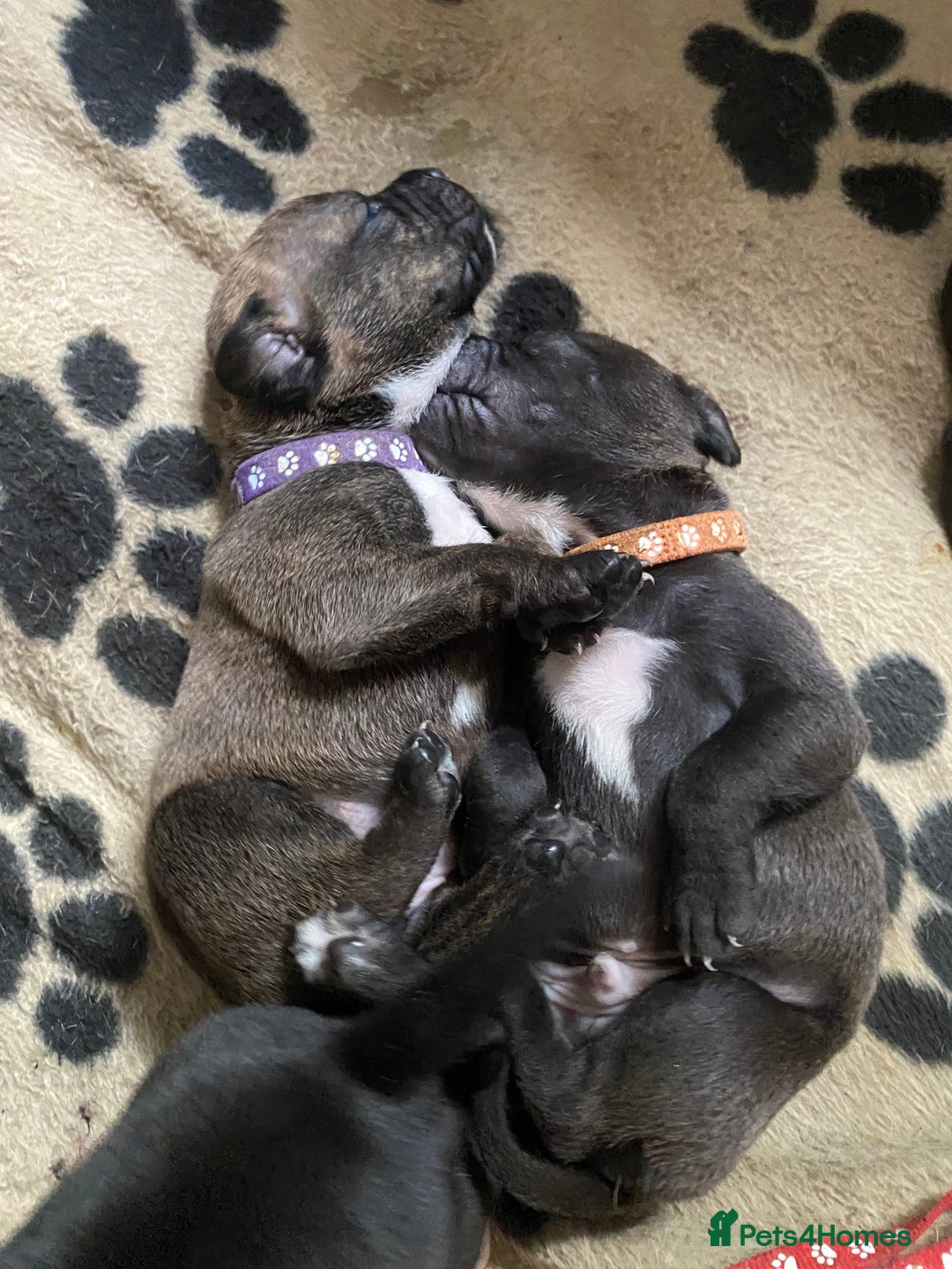Staffordshire Bull Terrier dogs for sale: Staffordshire bull terrier Puppies  - Image 12