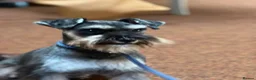 Miniature Schnauzer dogs for sale: Stunning KC Reg Mini Schnauzers  - Advert 12