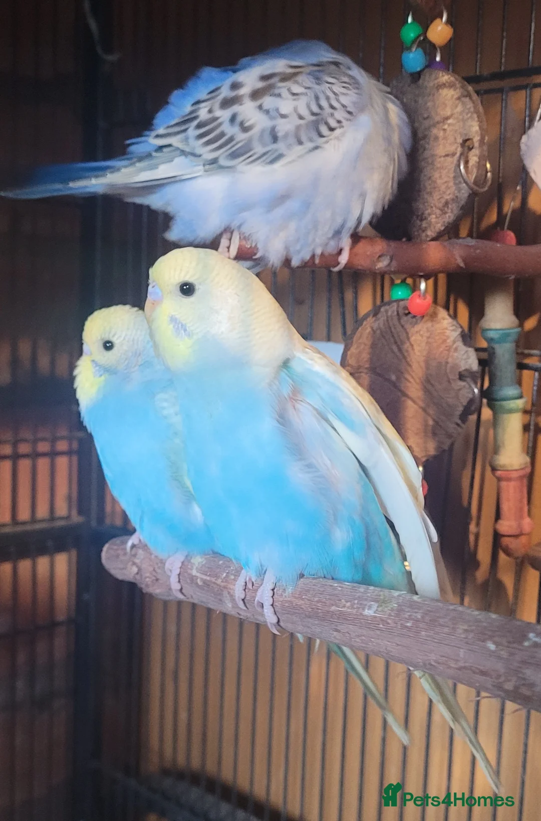 Budgerigars birds for sale: Baby Budgies (no offers) - Advert 16