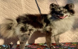 Pomeranian dogs for adoption: Smokey’s Story: From Suffering to Hope - Image 1
