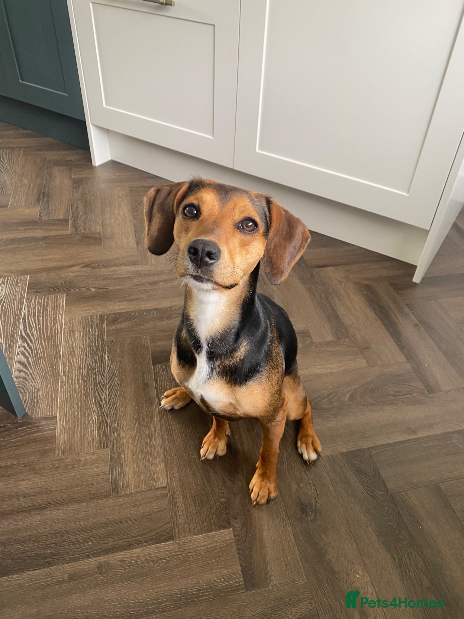 Mixed Breed dogs Bella  - Advert 7