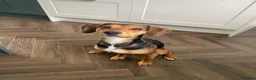 Mixed Breed dogs for sale: Bella  - Advert 1