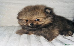 Pomeranian dogs for sale: Adorable Mini Pomeranian Puppies - Image 7