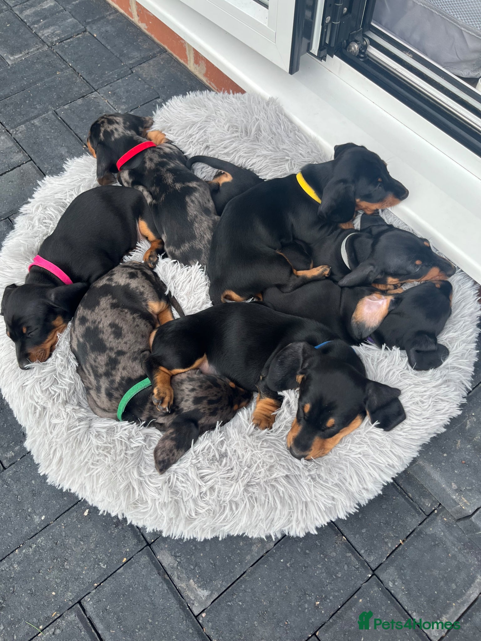 Miniature Dachshund dogs REDUCED 4 beautiful mini dachshund 3 girls/1 boy   - Advert 6