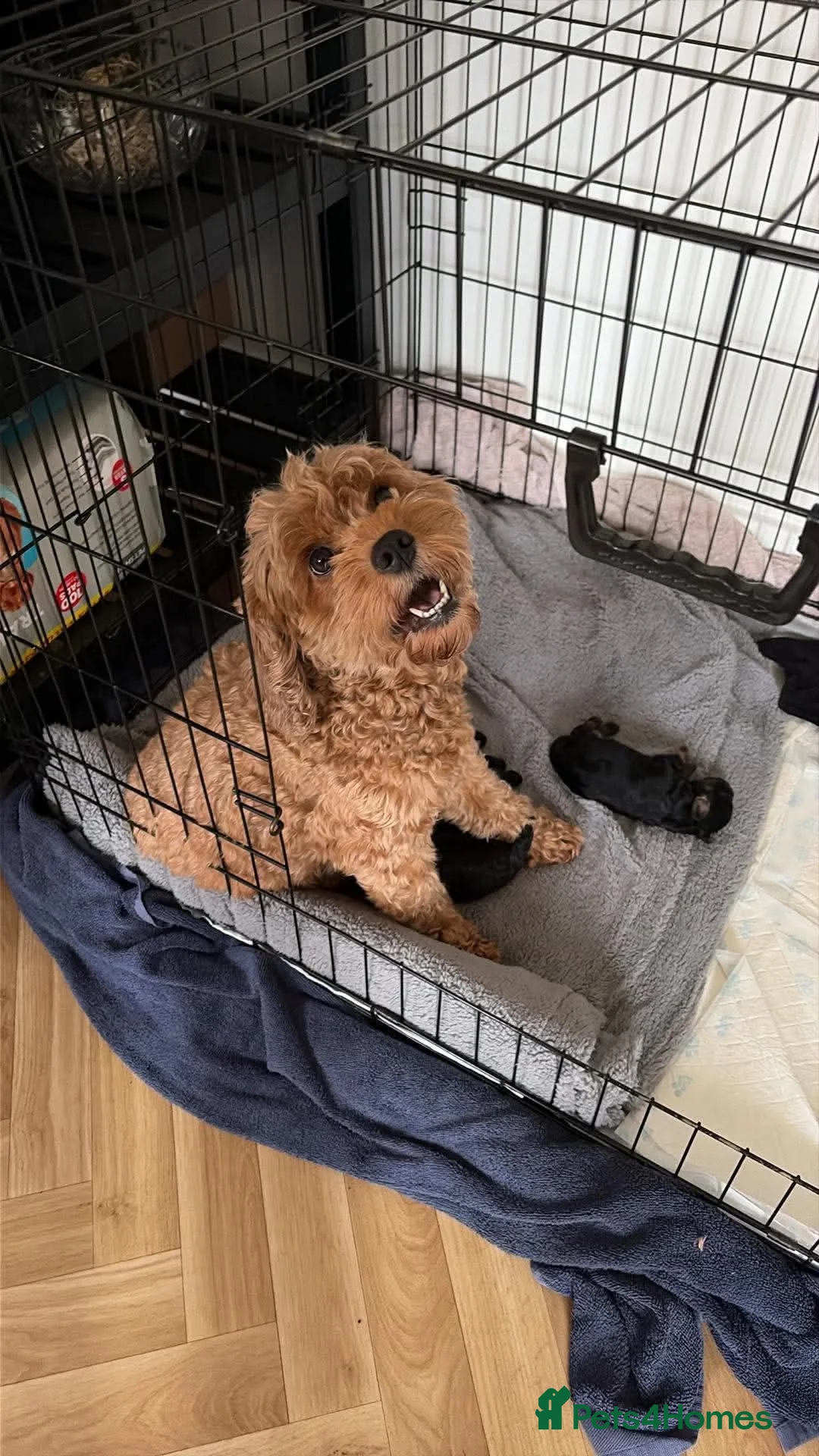 Cavapoo dogs for sale: F1b Cavapoo Puppies – 2 Beautiful Girls Available in Brighouse - Advert 6