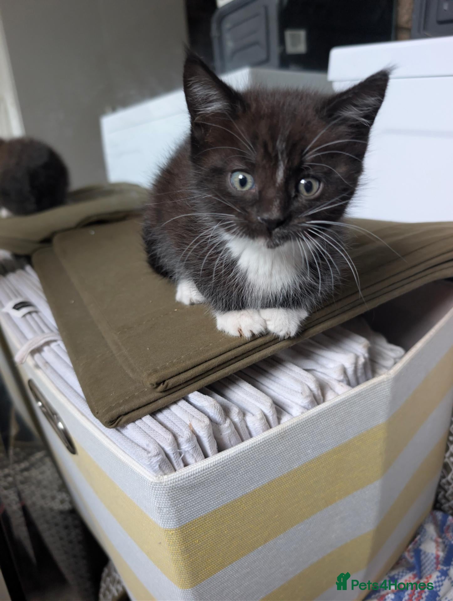 Mixed Breed cats 1 Maine coon X kitten for sale.. - Advert 18
