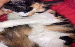 British Longhair cats for sale: british long hair  - Image 10