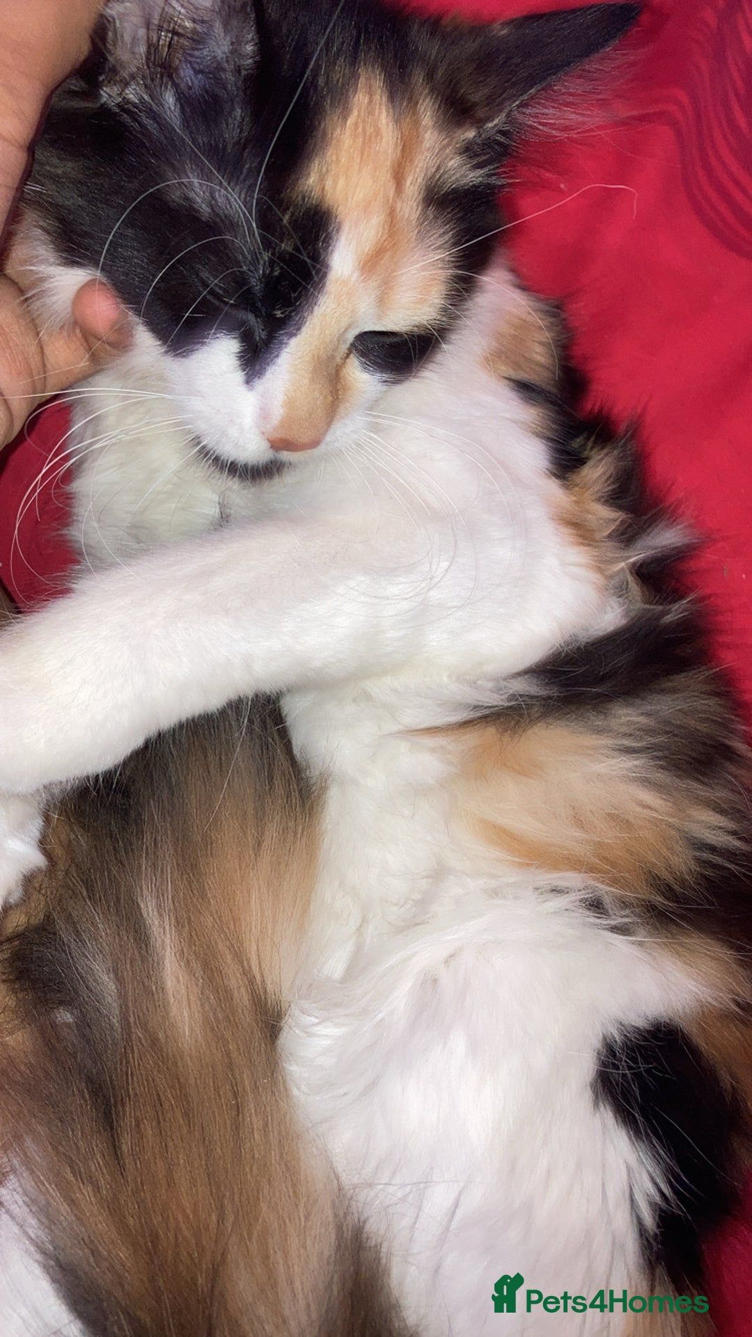 British Longhair cats for sale: british long hair  - Image 10