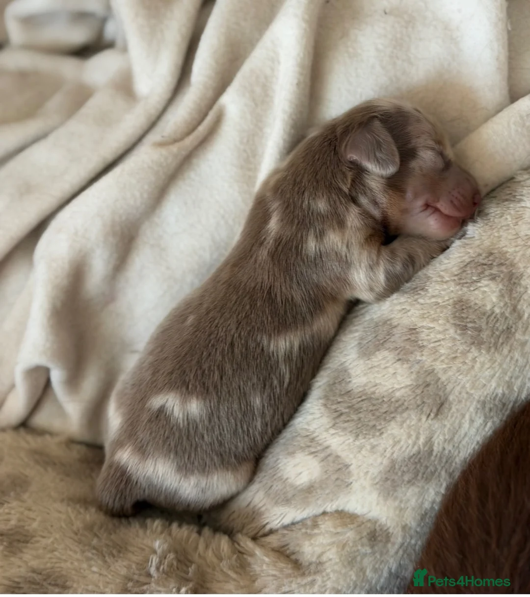 Miniature Dachshund dogs for sale: Male miniature dachshund  - Advert 2
