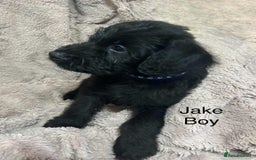 Labradoodle dogs for sale: Labradoodle miniature - Image 3