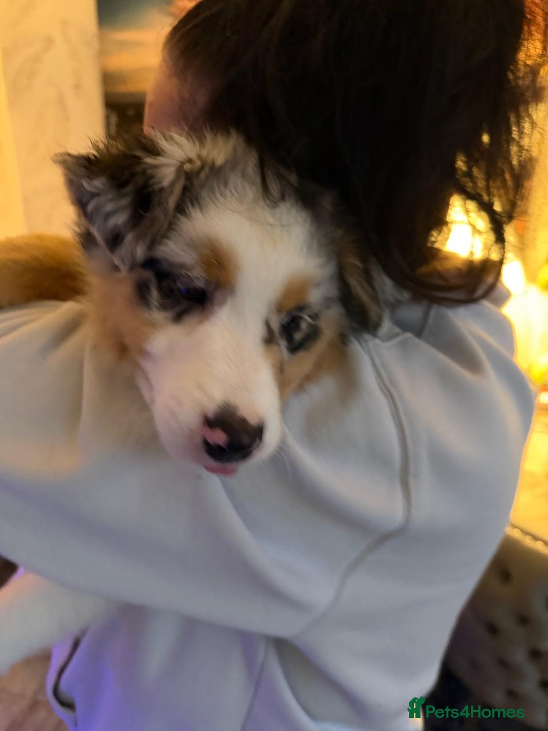 Australian Shepherd dogs for sale: Sweet boy  Australian Shepherd KC registration🥰 - Advert 13