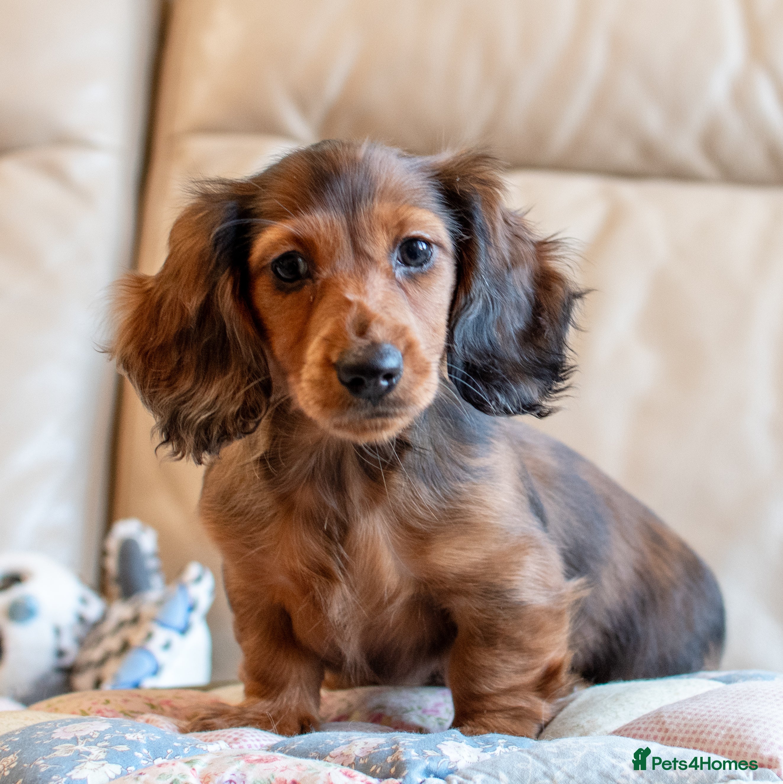 Miniature Dachshund dogs  Miniature Long-Haired Dachshund Puppies–Red Merle - Advert 9