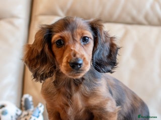 Miniature Dachshund dogs Miniature Long-Haired Dachshund Puppies–Red Merle - Advert 1