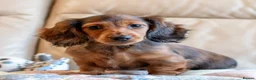 Miniature Dachshund dogs for sale:  Miniature Long-Haired Dachshund Puppies–Red Merle - Advert 15