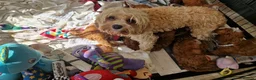 Cavapoo dogs for sale: 💖BEAUTIFUL LICENSED-BRED CAVAPOOS💖 - Advert 3
